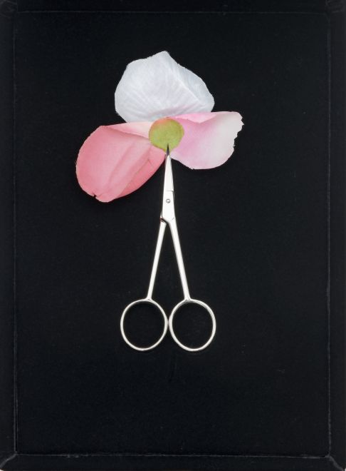 Edition von Gülsün Karamustafa. Blick auf die geöffnete schwarze Samtschatulle mit dem Blütenblatt einer Plastikblume