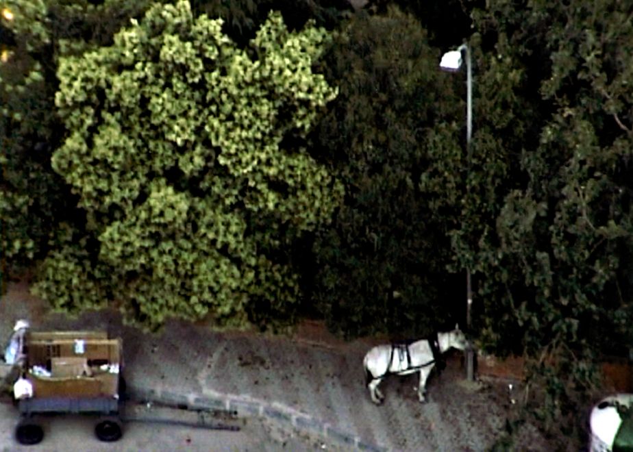 Offsetdruck von Aydan Murtezaoglu. Eine etwas unscharfe Aufnahme aus einem Fenster zeigt dichte Bäume an einem Gehweg, ein weißes Pfern mit Geschirr an einer Straßenlaterne und eine Kutsche.