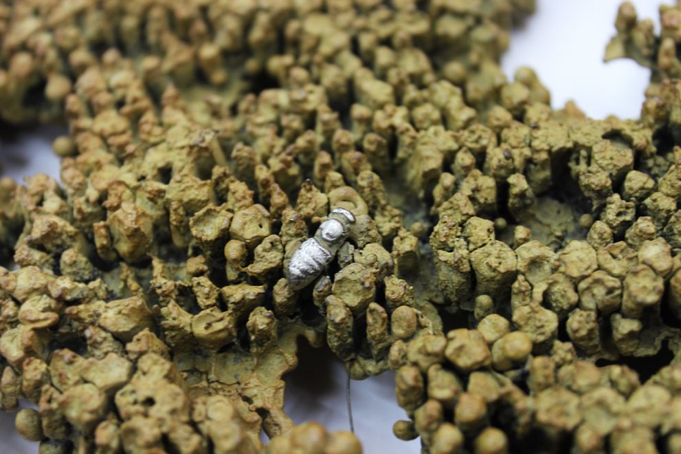 Edition des Künstlers Bjørn Nørgaard. In Bronze gegossene und mit oker Farbe beschichtete Wabenwand aus einem Bienenstock. Nahaufnahme zeigt eine Biene modelliert aus Silber, die auf den Waben sitzt.