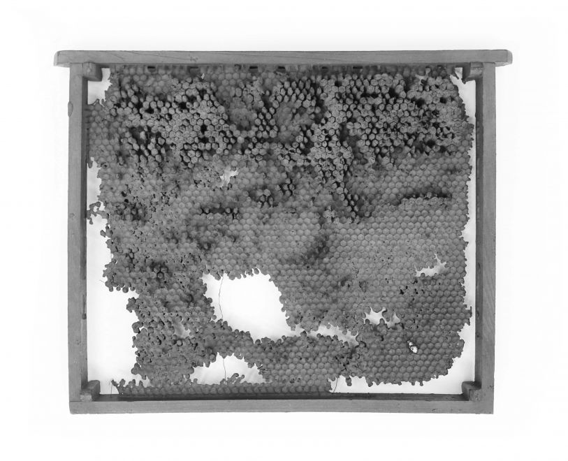 Edition des Künstlers Bjørn Nørgaard. In Bronze gegossene und mit grauer Farbe beschichtete Wabenwand aus einem Bienenstock. Die Waben ergeben ein durchbrochenes Muster, ab einigen Stellen ist der Inhalt der Waben noch in Bronze vorhanden. Eine Biene modelliert aus Silber sitzt auf den Waben.