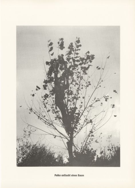 Druck von Sigmar Polke aus der Serie höhere Wesen befehlen. s/w Foto von Polke, der auf einen jungen Baum geklettert ist und die Blätter abpflückt. Darunter steht: Polke entlaubt einen Baum