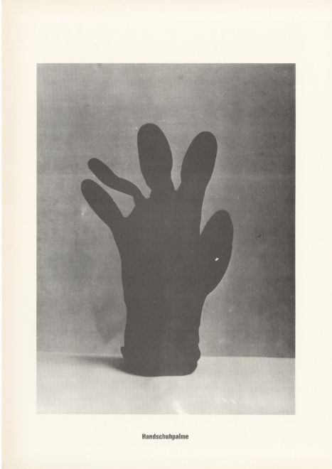 Druck von Sigmar Polke aus der Serie höhere Wesen befehlen. s/w Foto von einem schwarzen Handschuh, der in Form einer Palme aufgestellt wurde. Darunter steht: Handschuhpalme