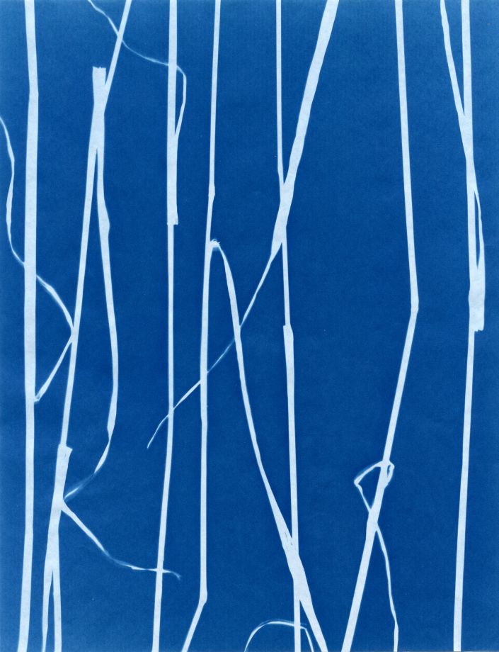 Fotogramm von Sunah Choi